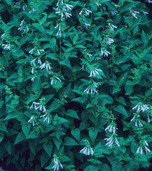 Salvia guaranitica 'Argentina Skies'