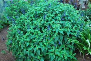 Salvia guaranitica 'Black And Blue'