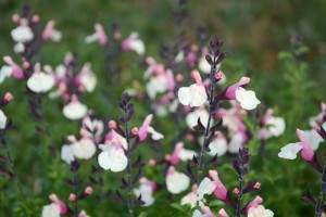 Salvia 'Autumn Moon' (Star Roses And Plants)