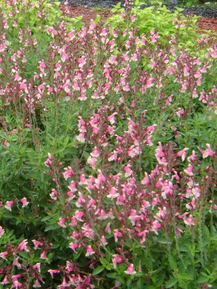 Salvia 'Fancy Dancer' (Star Roses And Plants)