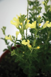 Salvia ‘Lemon Light’ (Star Roses And Plants)