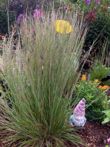 Schizachyrium 'Prairie Munchkin'  (Plants Nouveau)
