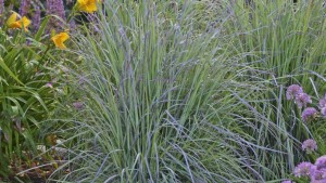 18 New Grasses To Grow