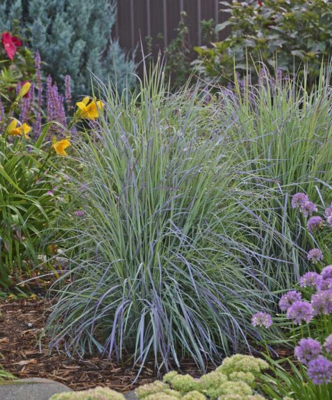 Schizachyrium 'Twilight Zone'  (Walters Gardens)