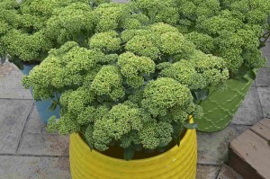 Sedum ‘Rock ‘N Grow Lemonjade’ (Walters Gardens)