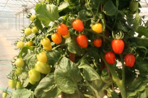 Tomato 'Apricot Dream' (Floranova)