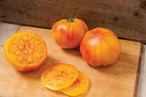 Tomato 'Margold' (Johnny's Selected Seeds)