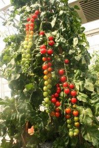 Tomato 'Rapunzel' (Floranova)