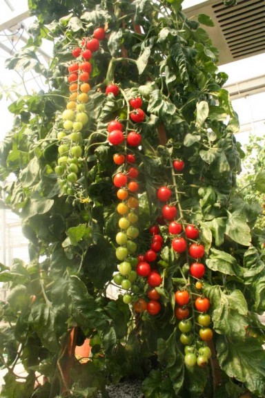 Tomato 'Rapunzel' (Floranova)