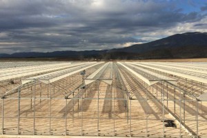 Advanced Poly Greenhouse (VB Greenhouses And BOAL Poly Systems)