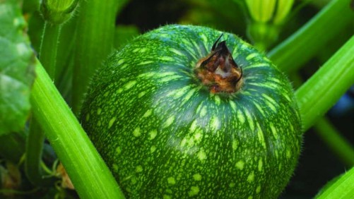 18 New Vegetables For Easy Growing And Healthy Eating