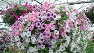 Retailer To Grower: Get Crop Ideas From Retailers