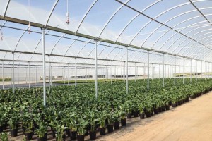 Poly Arch RD2 Greenhouse  (Rough Brothers Greenhouses)