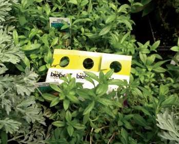 Biocontrols Use Requires Commitment
