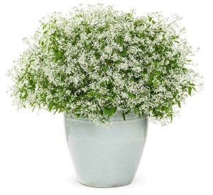 Euphorbia ‘Diamond Delight’ (Proven Winners)