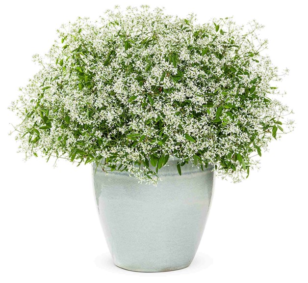 Euphorbia ‘Diamond Delight’ (Proven Winners)