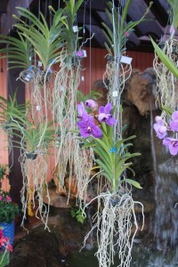 Hanging Orchids Flank The Entrance