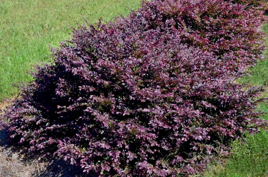 Loropetalum chinense ‘Purple Daydream’ (Sunset Western Garden Collection/Southern Living Plant Collection)