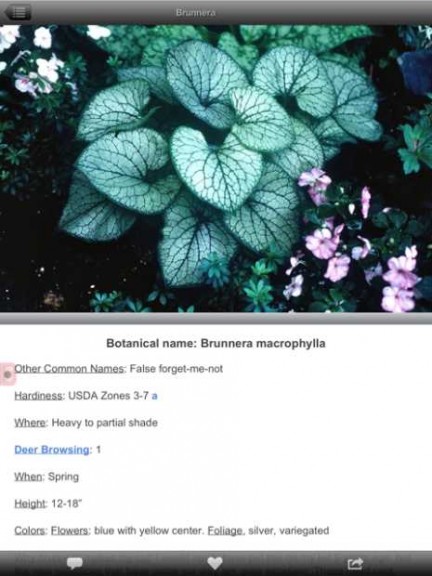 Screenshot Of Brunnera Page