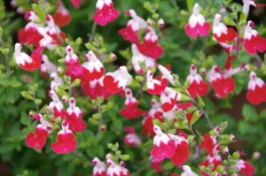 Salvia micropylla 'Little Kiss'