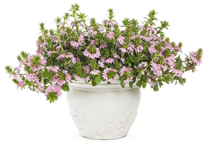 Scaevola ‘Pink Wonder’ (Proven Winners)