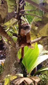2015 Philadelphia Flower Show