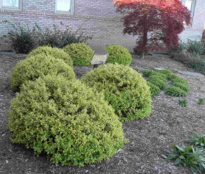 Abelia ‘Radiance’ (PlantHaven at GroLink, Oxnard, CA)