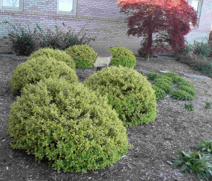 Abelia ‘Radiance’ (PlantHaven at GroLink, Oxnard, CA)