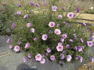 Alyogyne ‘Elektra Blue’ (‘Ball Ornamentals)