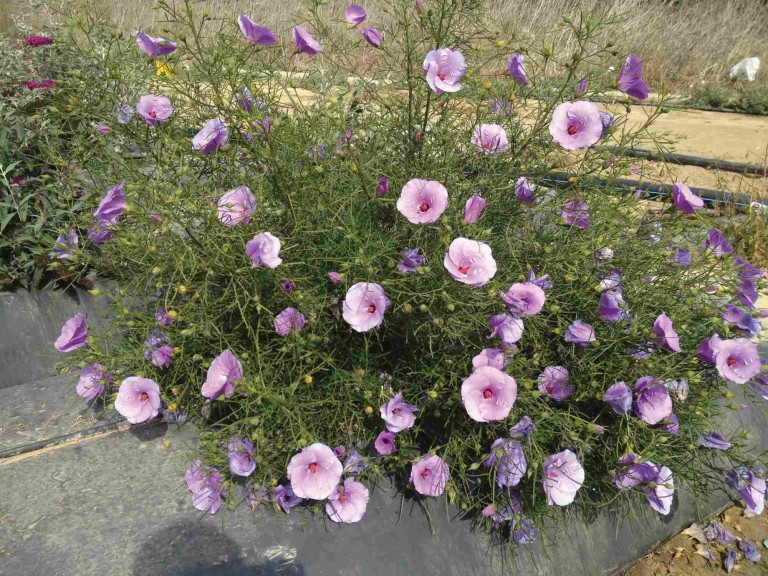 Alyogyne ‘Elektra Blue’ (‘Ball Ornamentals)