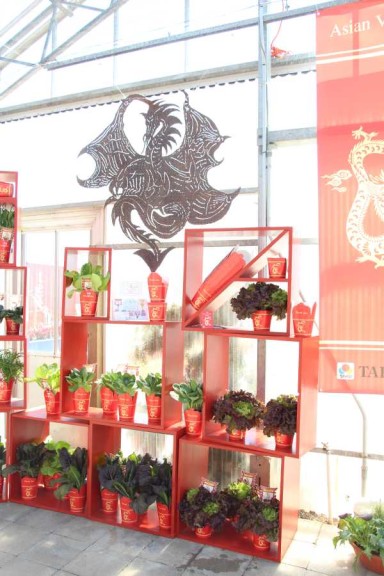 American Takii's Asian Vegetable Display