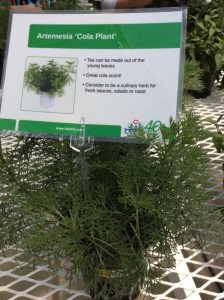 Artemisia 'Cola Plant' (Hishtil)