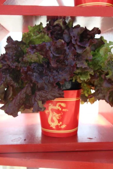 Asian Vegetables - Lettuce