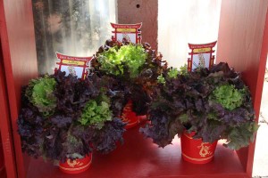 Asian Vegetables - Lettue Trio 