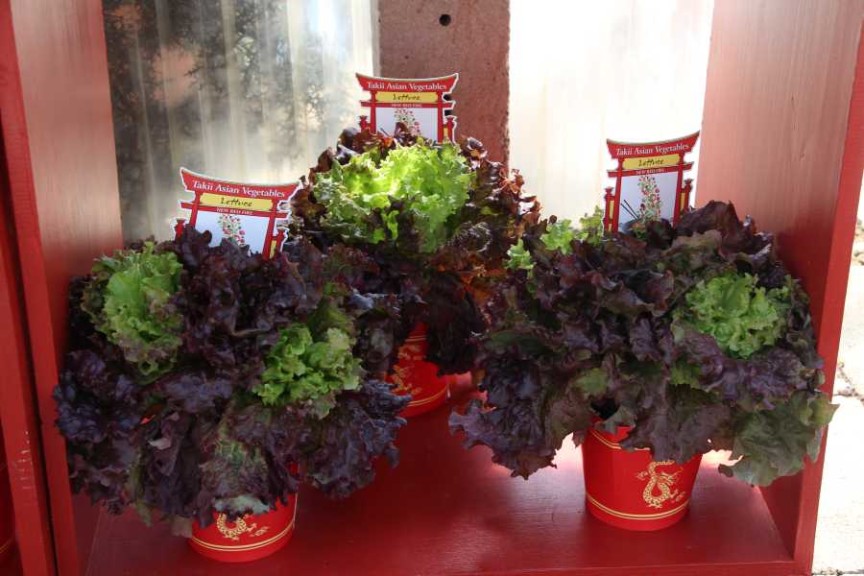 Asian Vegetables - Lettue Trio 