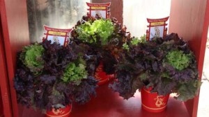 American Takii’s Asian Vegetable Line Is Designed To Connect With Consumers