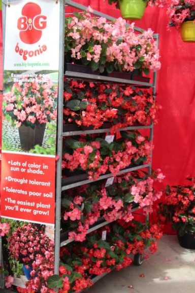 BIG Begonia Display With POP Materials 