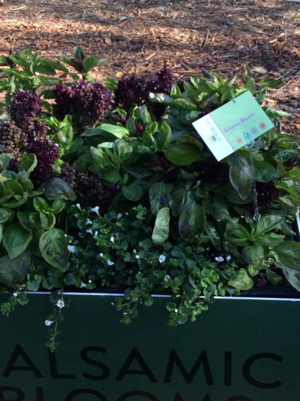 Basil 'Balsamic Blooms' (EuroAmerican Propagators)
