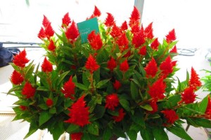 Beekenkamp CAST Introductions 2015