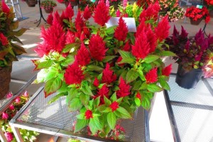 Beekenkamp CAST Introductions 2015