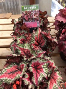 Begonia 'T Rex St. Nick' (Terra Nova Nurseries)