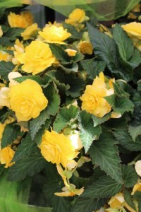 Begonia ×tuberhybrida 'NonStop Joy Yellow'