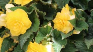 The Top Impatiens, Begonias And Petunias Being Introduced To Retail