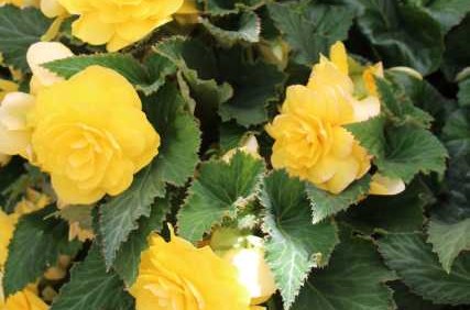 The Top Impatiens, Begonias And Petunias Being Introduced To Retail