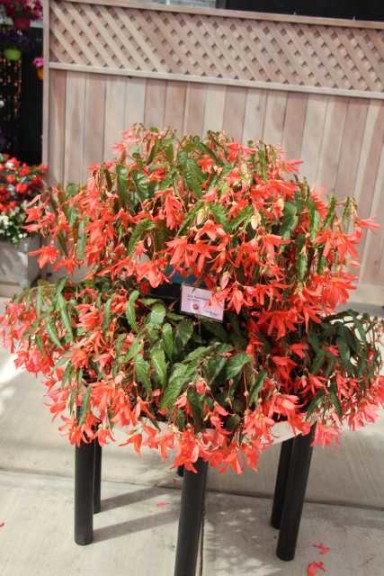 Begonia boliviensis 'San Francisco'