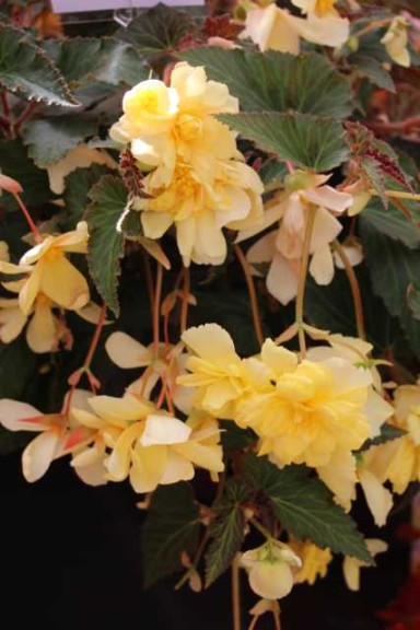 Begonia ×tuberhybrida 'Illumination Lemon'
