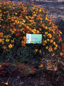 Bidens 'Beedance Painted Red' (Suntory Flowers)