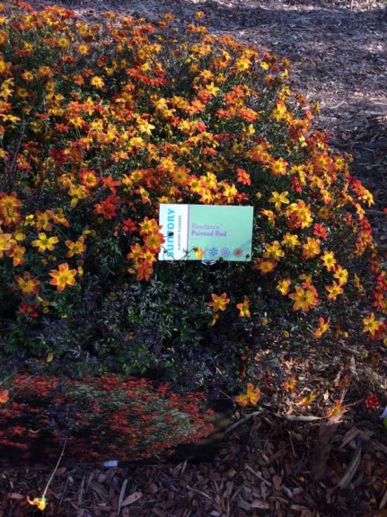 Bidens 'Beedance Painted Red' (Suntory Flowers)