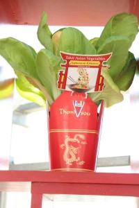 Brassica rapa 'Green Boy'