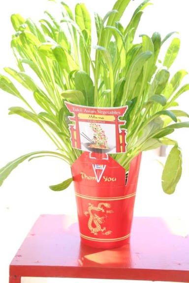 Brassica rapa 'Mibuna Green Spray'